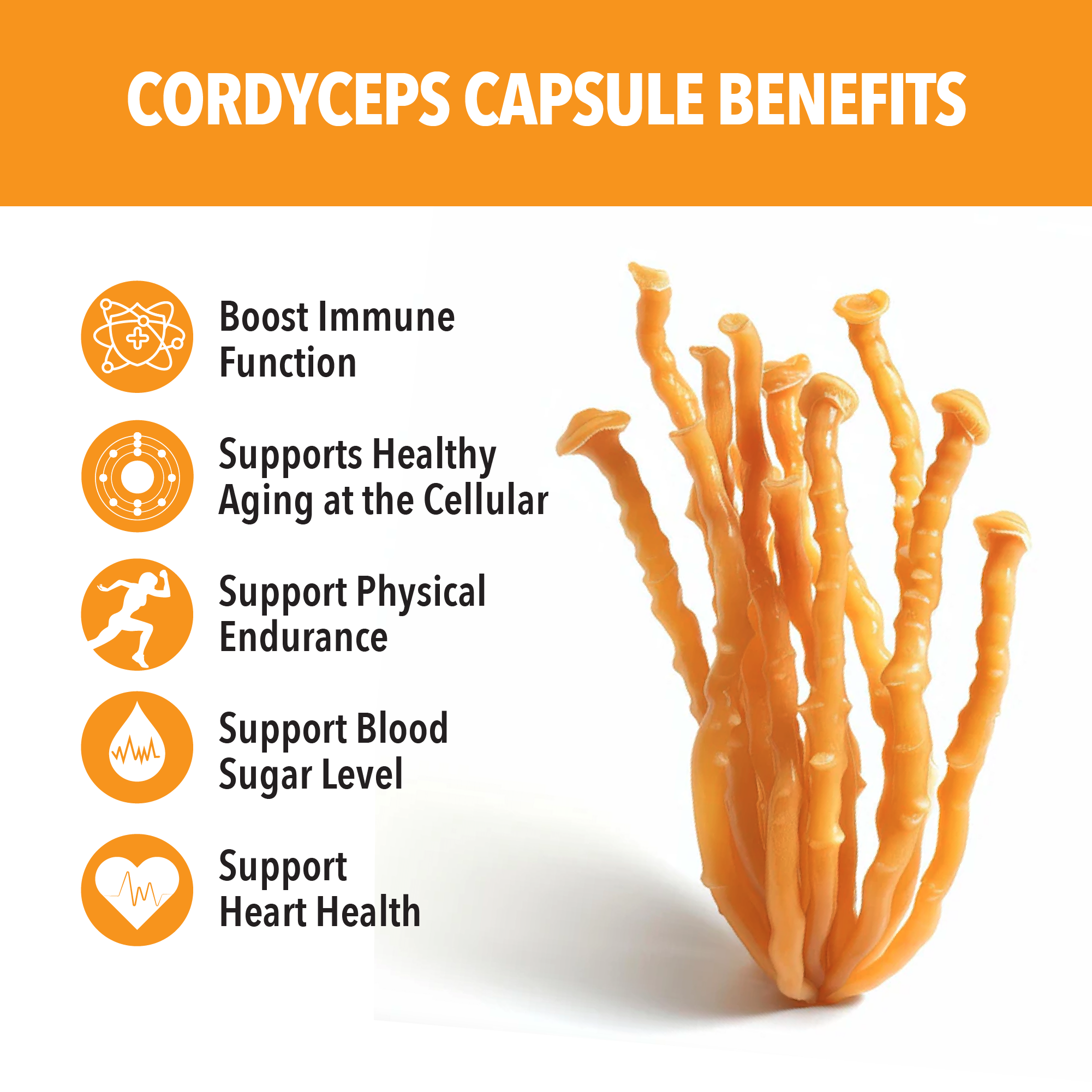 Cordyceps Concentrated Mushroom Extract