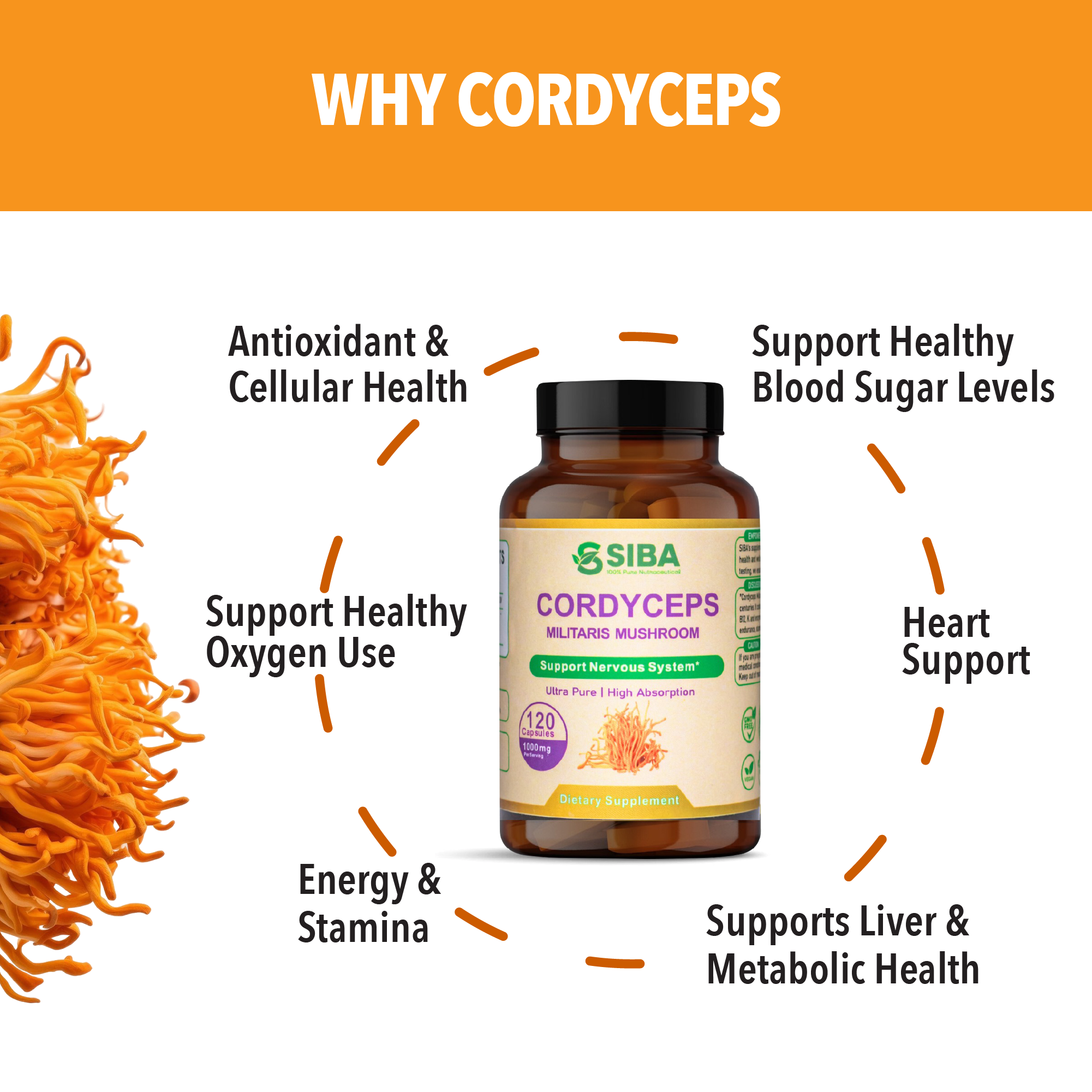Extracto de hongo Cordyceps