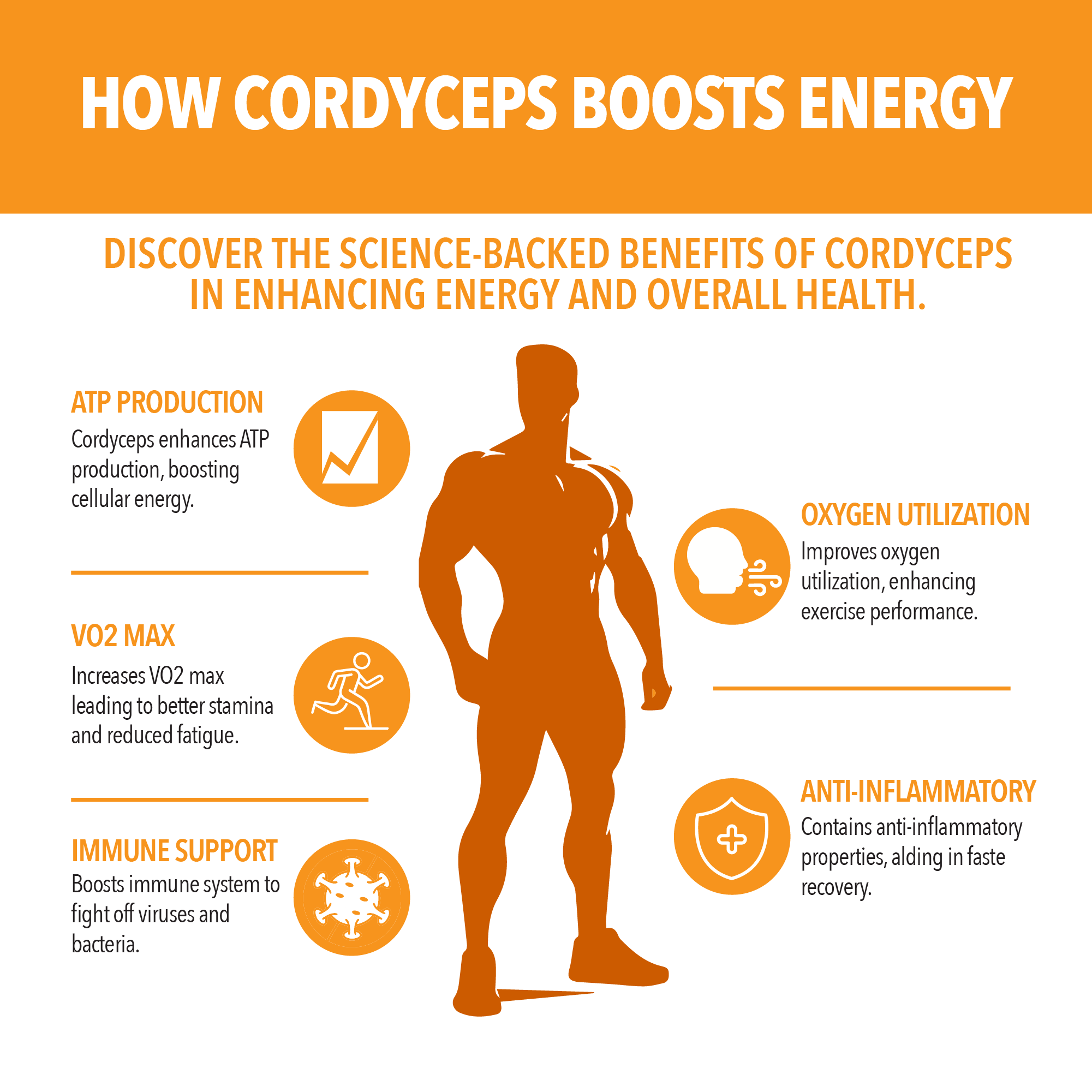 Cordyceps Concentrated Mushroom Extract