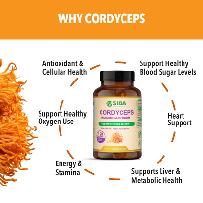 Cordyceps Concentrated Mushroom Extract
