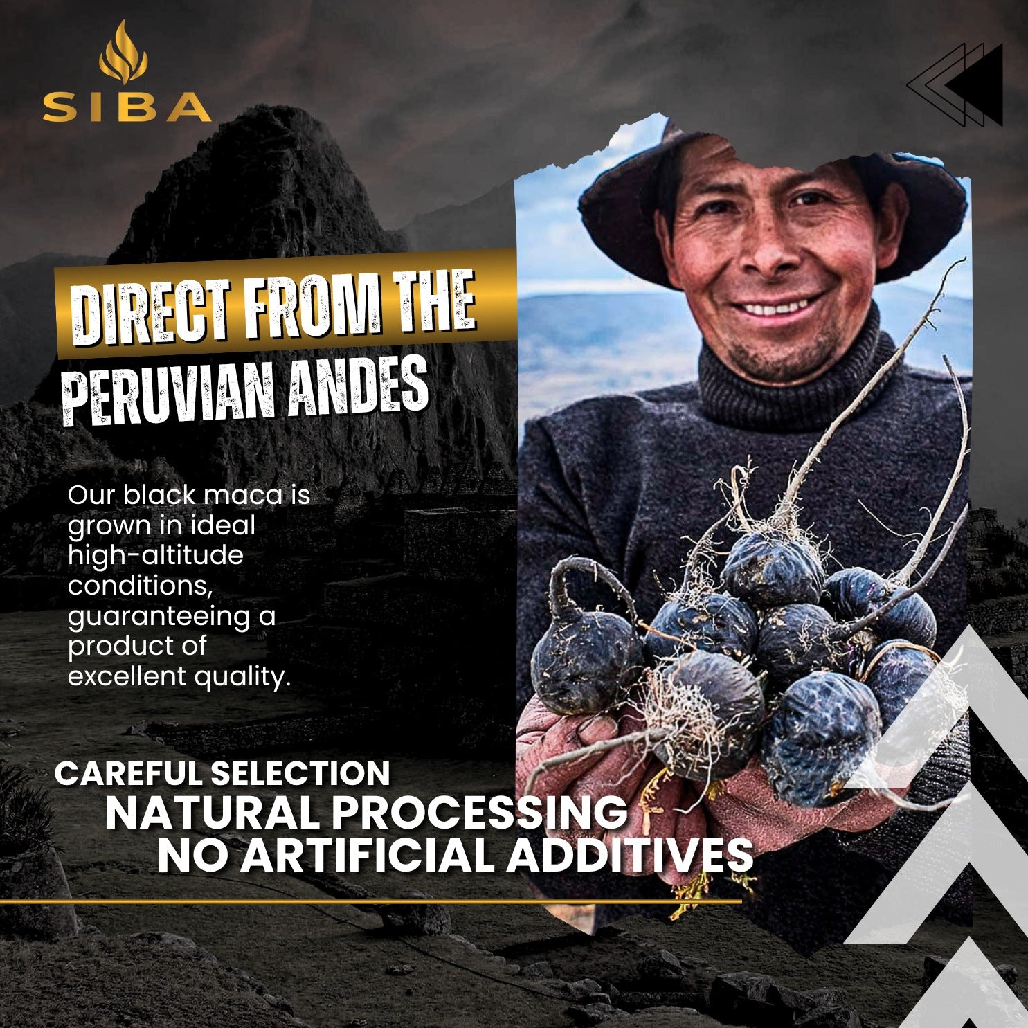 Advertisement for SIBA black maca with a man holding maca roots in the Peruvian Andes.
