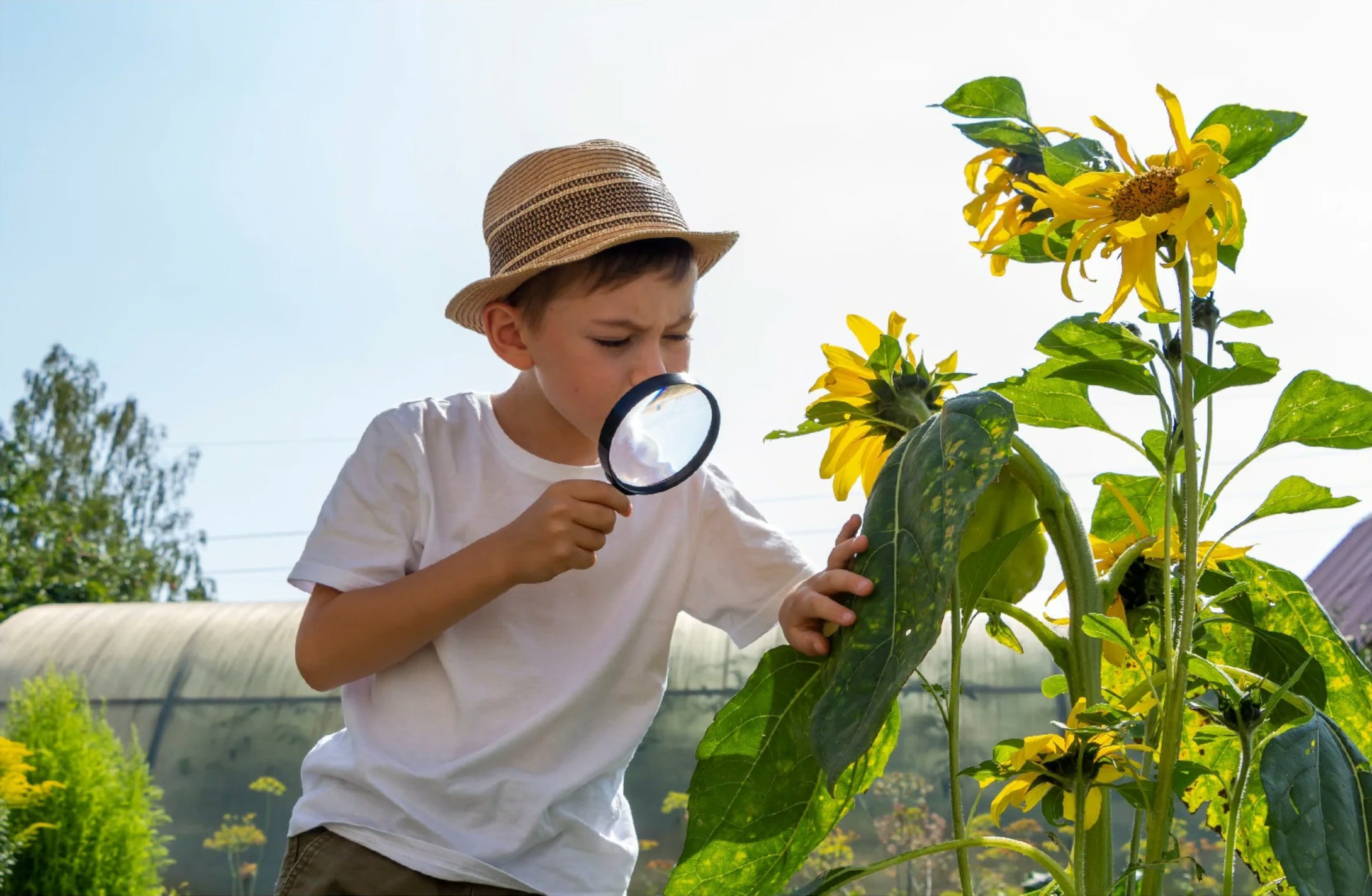 Child observing yellow flowers with a magnifying glass